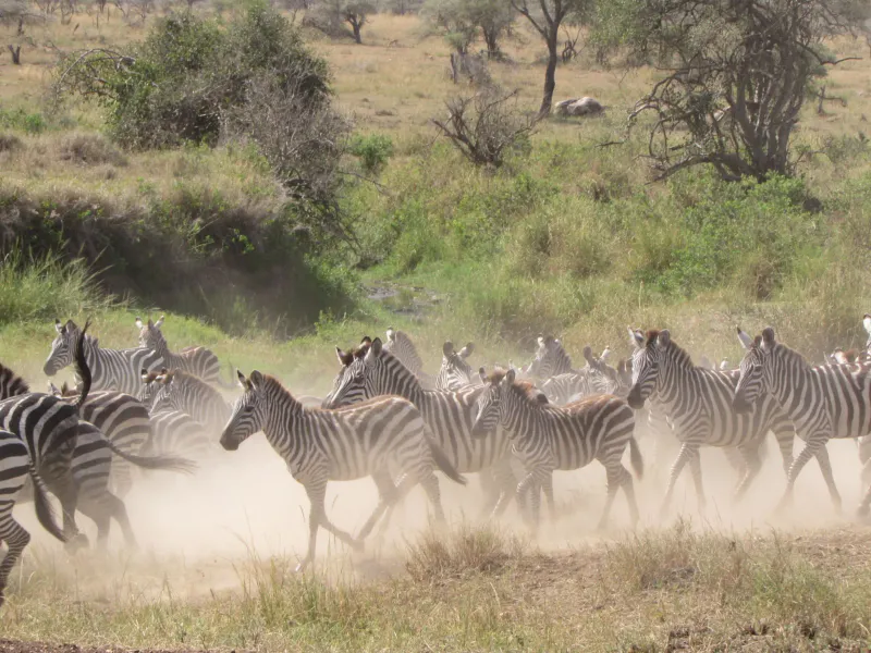 7 Days Central Serengeti Escape Wildlife Migration Safari