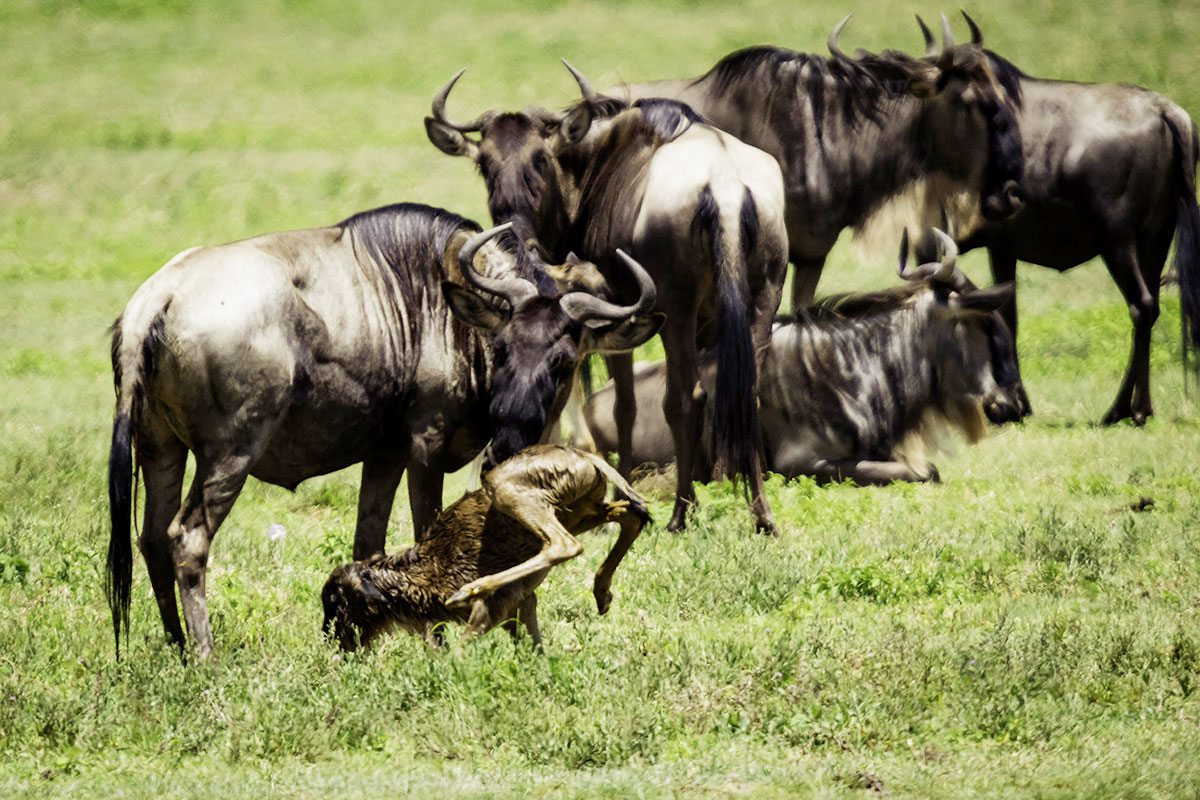 6-Day Big 5 safari in Tarangire, Serengeti and Ngorongoro Crater