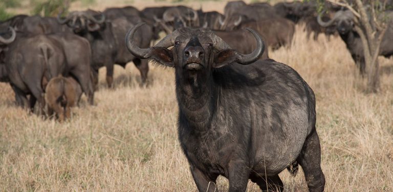 6 Days Tanzania Camping wildlife Amazing Safari