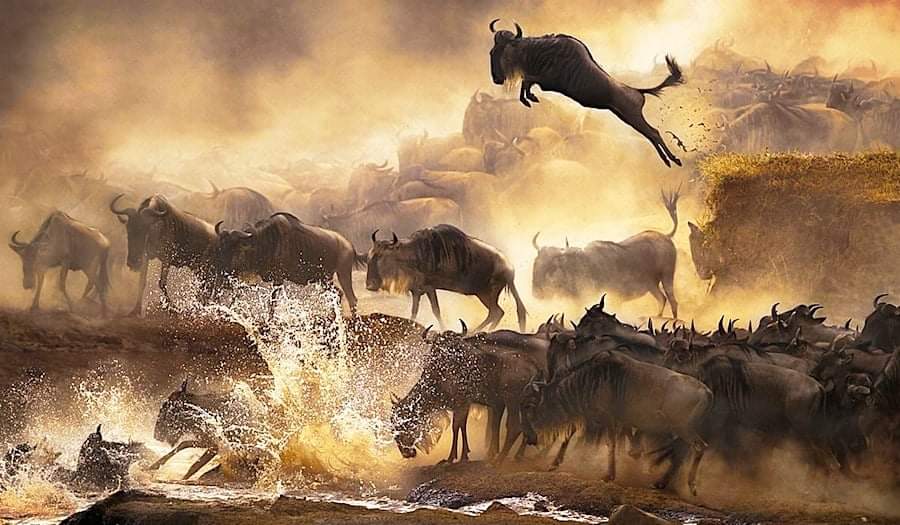 4 Days, 3 Nights - 4x4 Jeep Budget Nakuru & Mara Road Package