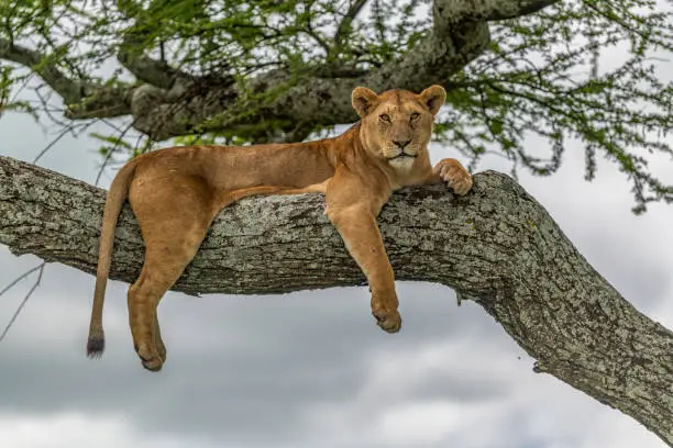 2-Day Tarangire & Ngorongoro Crater Lodge from Zanzibar