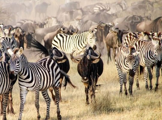 8-Day Mid-Luxury Ndutu Migration, December–April