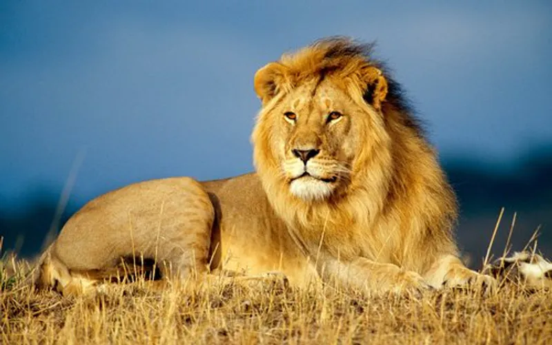 4 Days Mid range Tanzania Safari