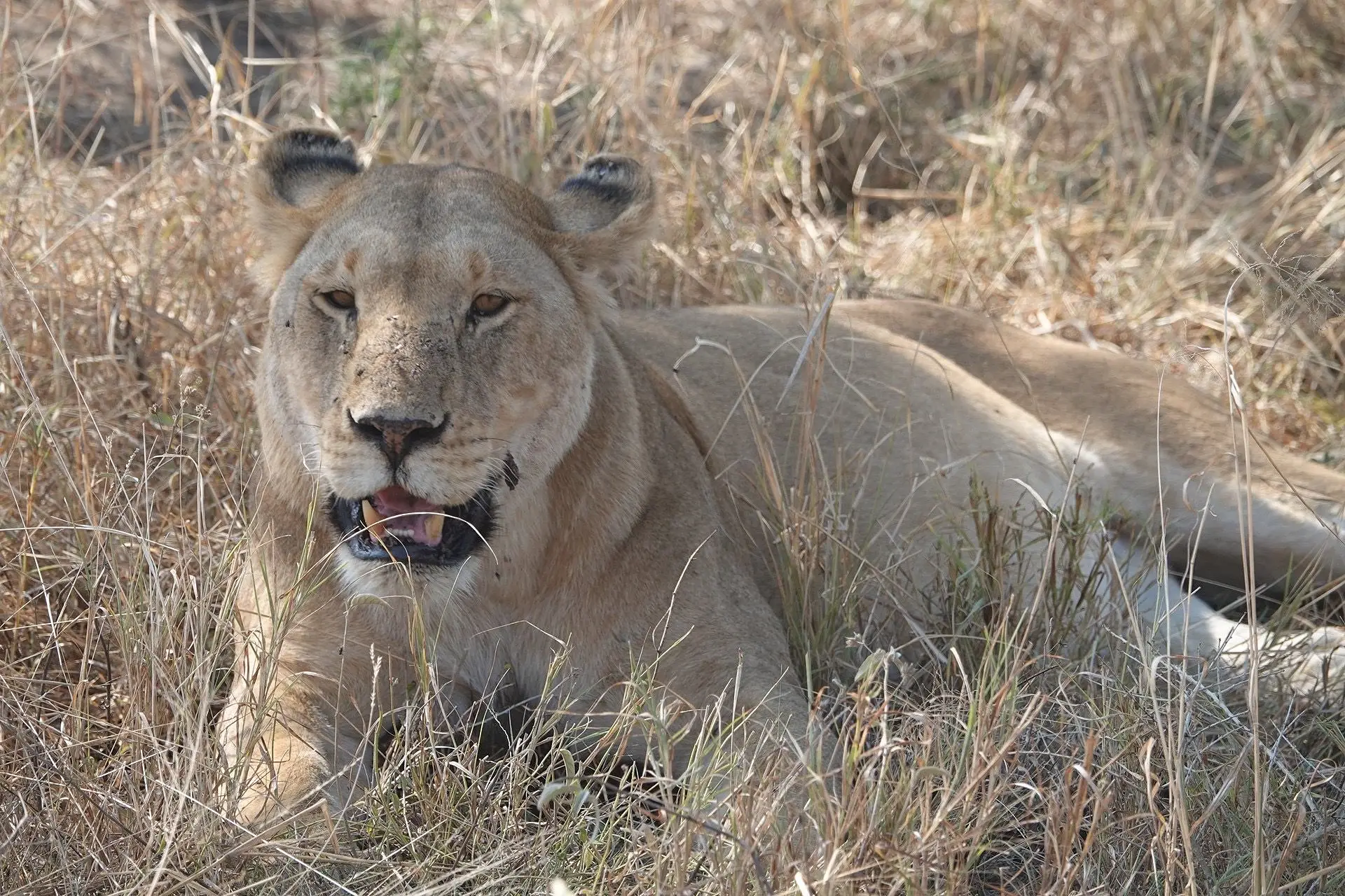 3-Day Tarangire Safari, Land of Giants from Zanzibar