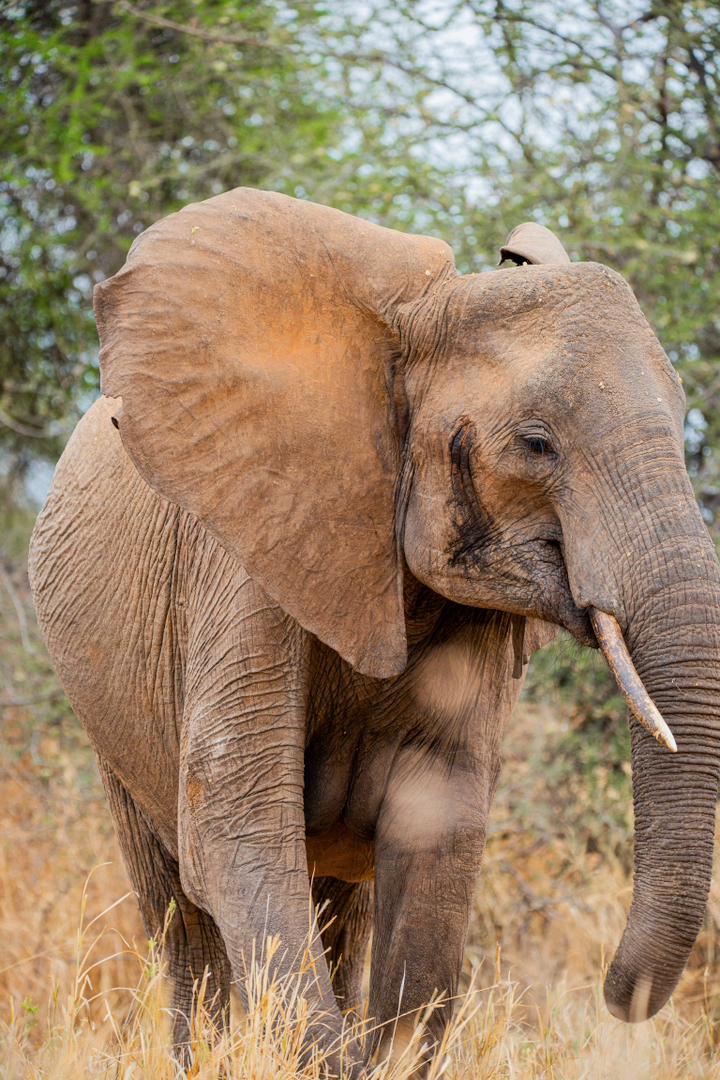 5 Days Tarangire, Serengeti and Ngorongoro Crater Safari