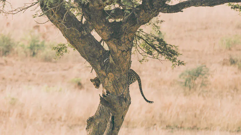 5-Days Uganda Gorillas & Wildlife Holiday