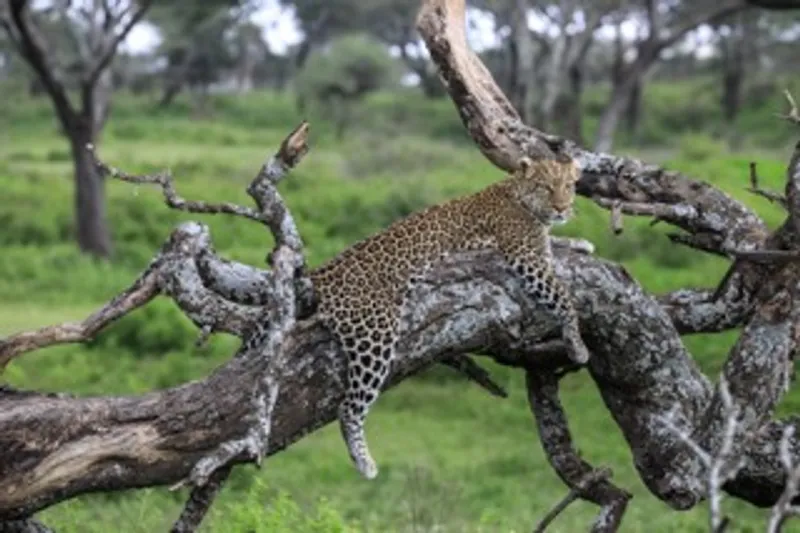 7- Days Arusha Tarangire ngorongoro and Serengeti National Parks