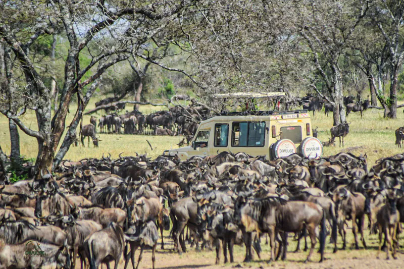 6 Day Kenya Classic Wildebeest Migration Sopa Circuit Standard Luxury Safari