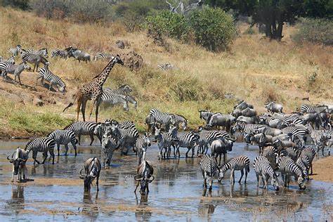 5 DAYS SAFARI TANZANIA