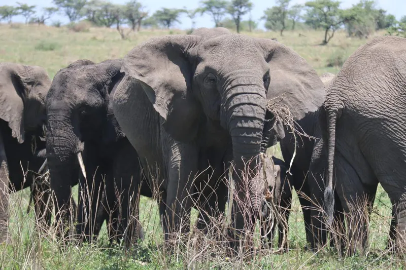 6 Days Tanzania Mid-Range Safari: Tarangire, Serengeti, Ngorongoro Crater.