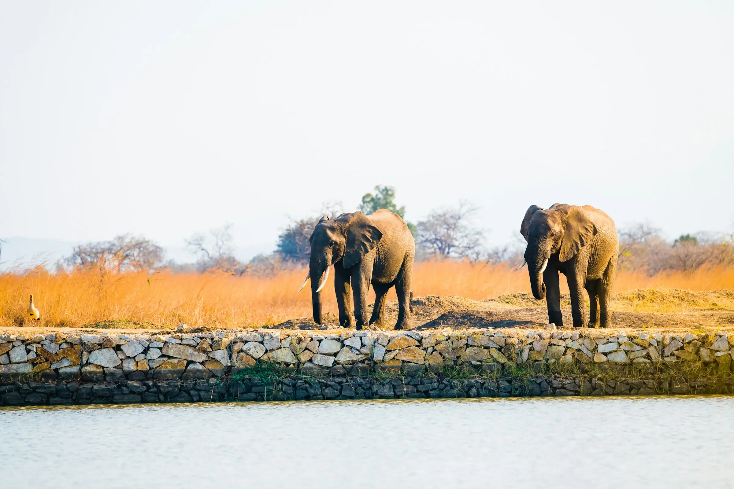 6-Day Ultimate Luxury Tanzania Safari