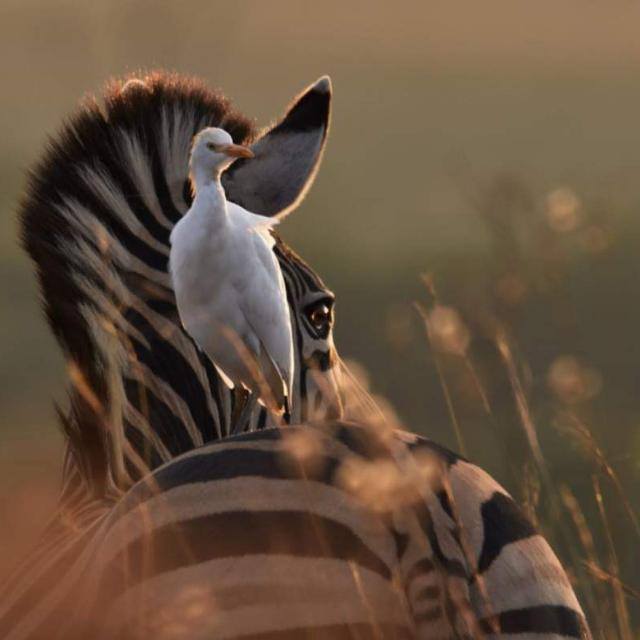 5 Days Tanzania wildlife luxury Safari Serengeti & Ngorongoro