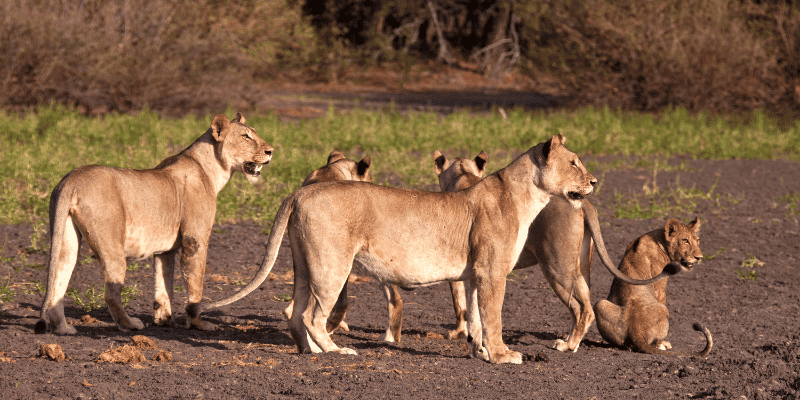 1日共享Safari游:从桑给巴尔飞往尼雷尔国家公园