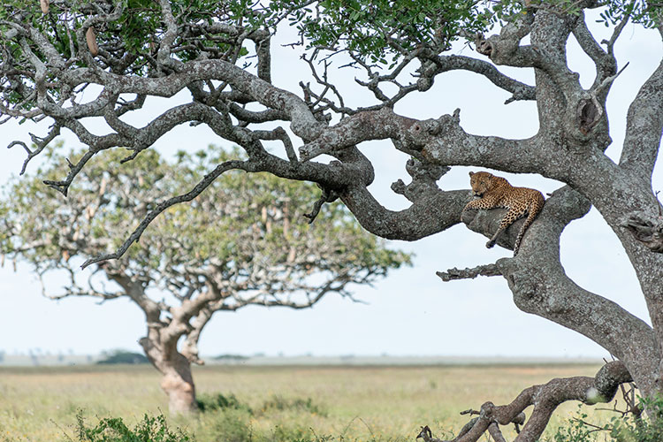 8 Day Tanzania Luxury Safari Wildlife Viewing - Lion King Adventures - Safarigo