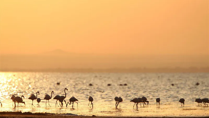 8 Day Simba Luxury Safari