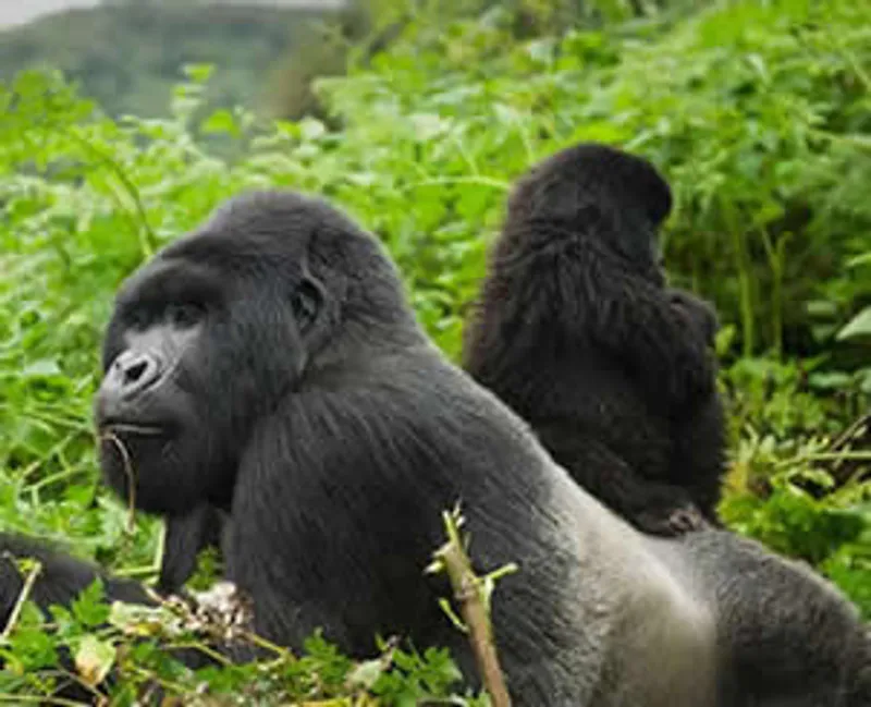 3-Day flying Gorilla Safari in Uganda