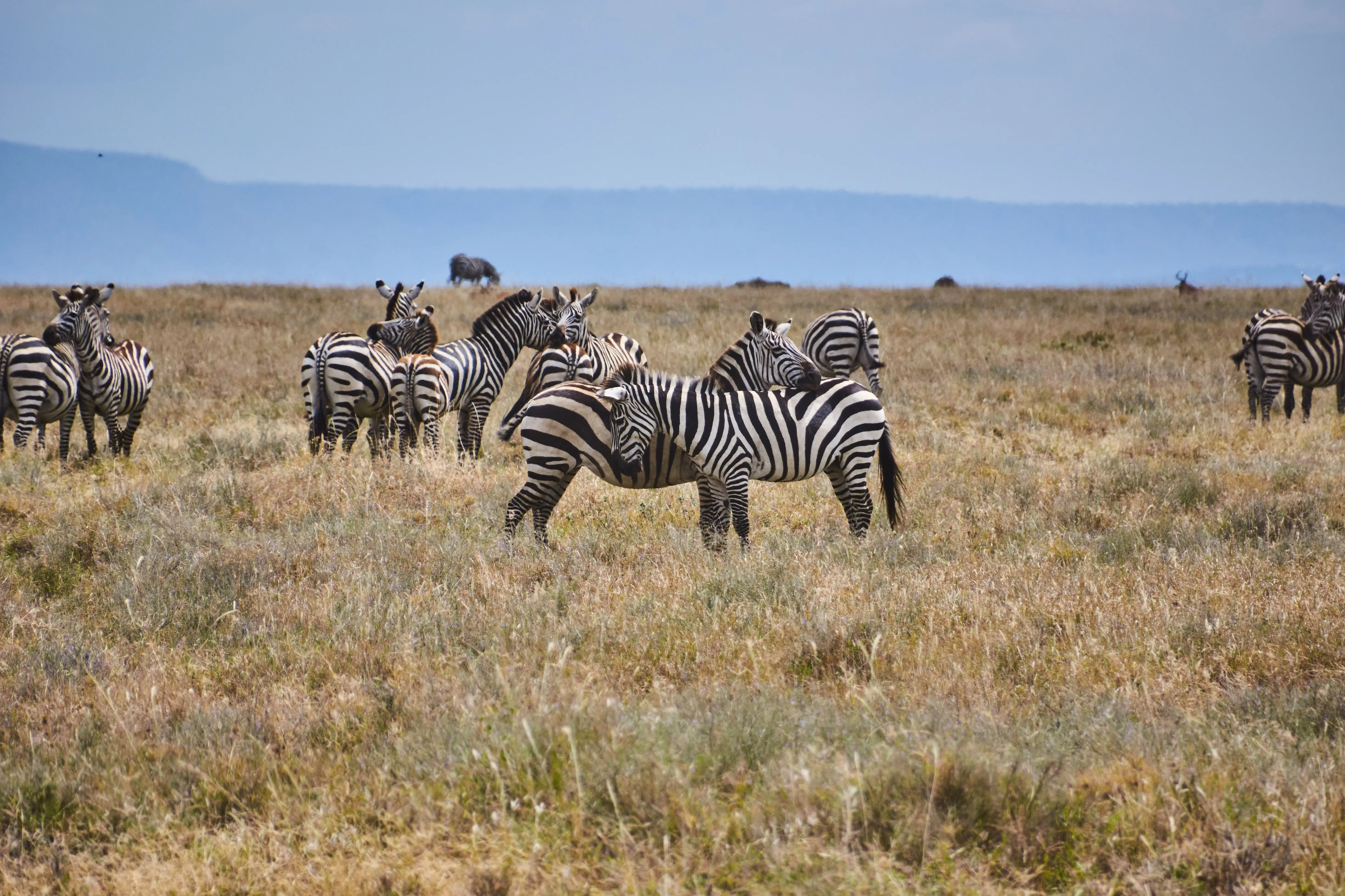 7 Days Fast Track Migration Plus Serengeti Safari Experience