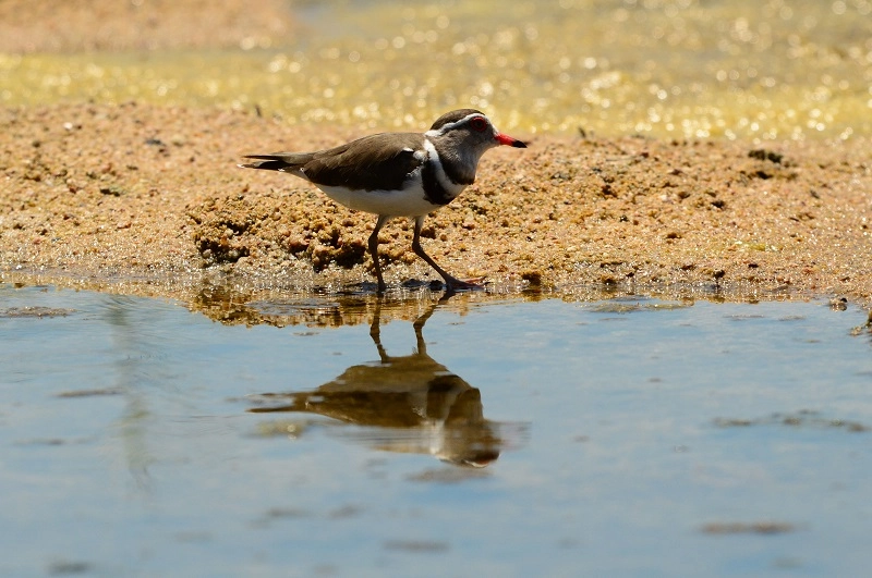 Private birding day trip Kruger National Park