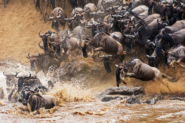 7 Day Serengeti Wildebeest Migration Mara River Crossing July To