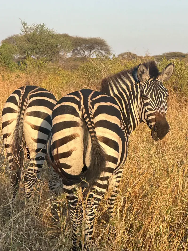4-Day Ruaha & Mikumi Safari from Dar es Salaam