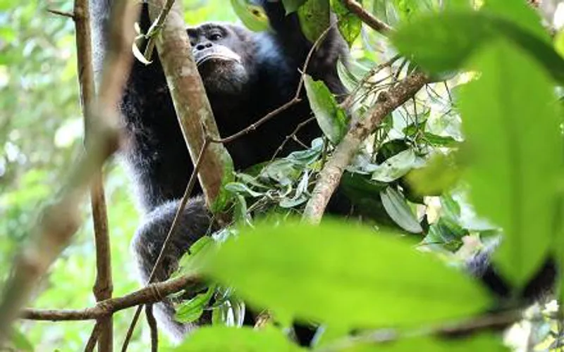 2 Day Gorillas in Bwindi