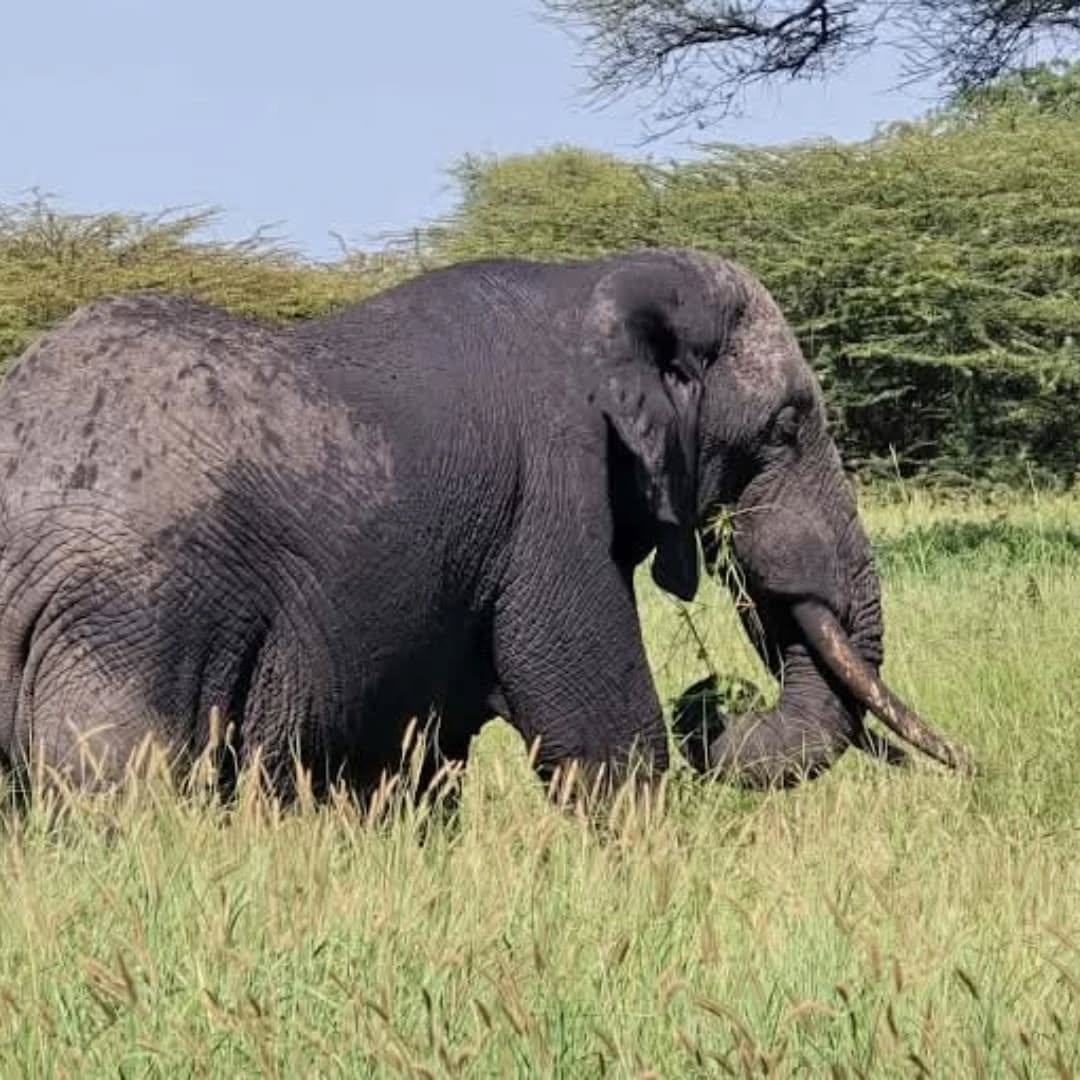 6 Days Western Corridor Safari