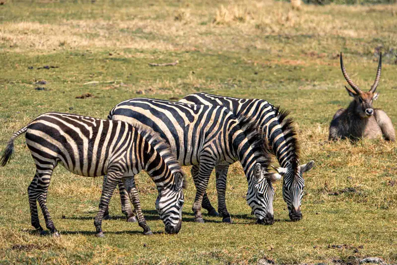 4-Day Luxury Premium Safari
