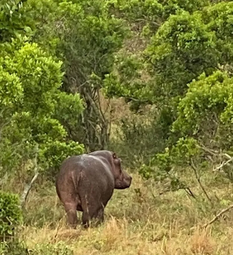 9 Days Luxury Expedition Ol Pejeta- Lake Elementaita- Masai Mara - Lake Naivasha - Amboseli - Tsavo West National park