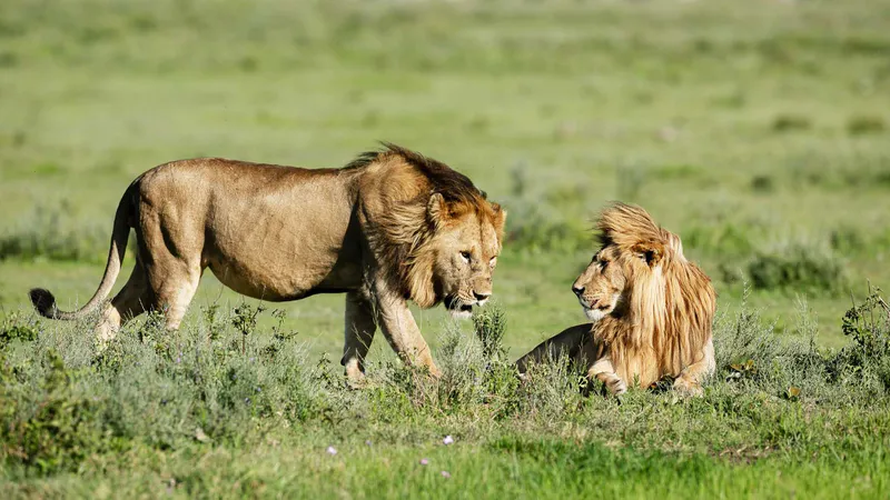 6-Day Affordable Private Camping Safari Best of Tanzania