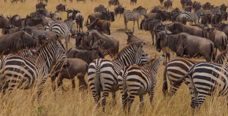 5-Day Serengeti & Ngorongoro Crater Camping Safari