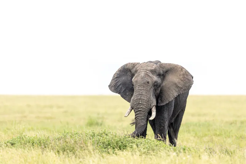 4 Days -Tanzania mid-range Lodge Safaris Trip