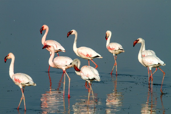 14-Day Gorillas Trekking, Game Drives & Beach Holiday