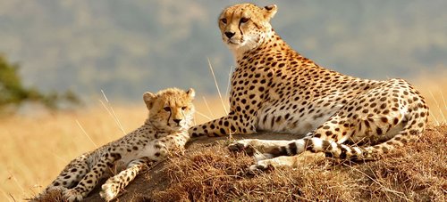 4 Days Mid range Tanzania Safari
