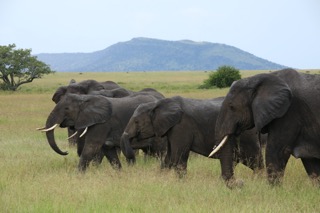 8-Days Great Migration River Crossing Safari - Utopia Safaris  - Safarigo