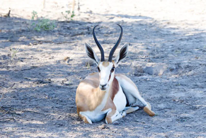7- Days Kalahari Expedition