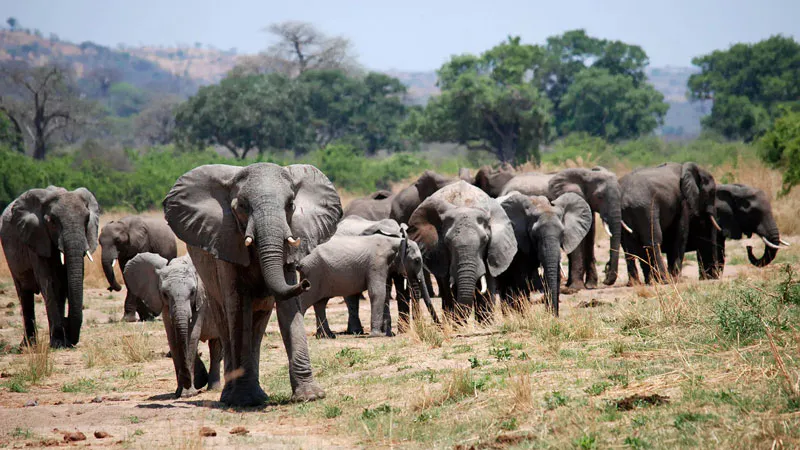 Tanzania Safari and Zanzibar Extension Program
