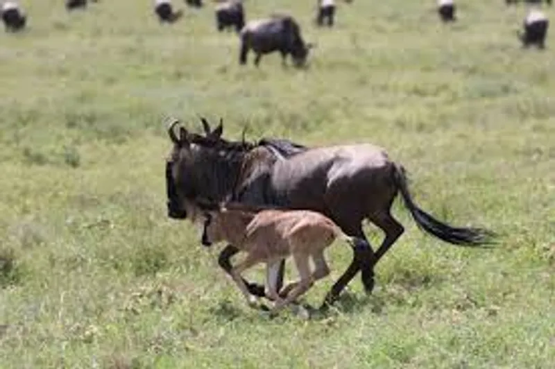 12 Days Great Migration & Zanzibar Beach