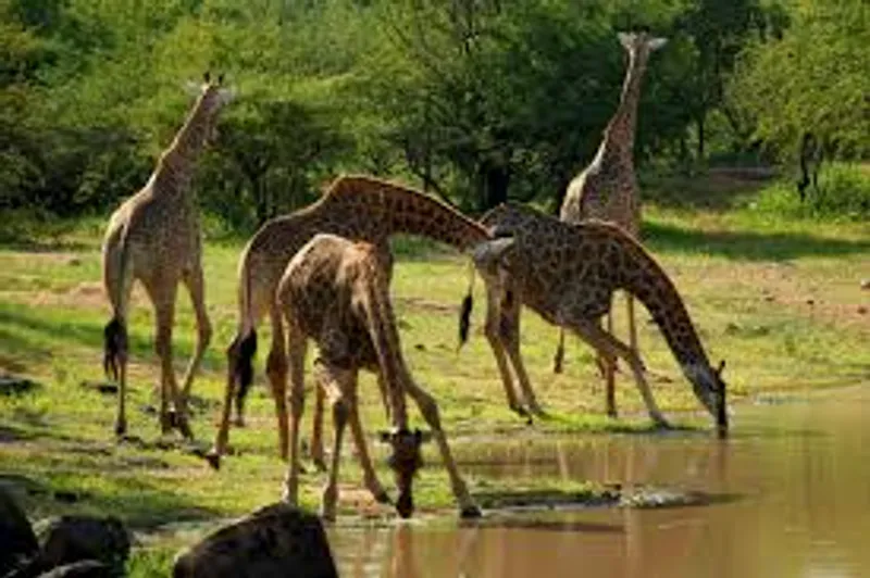 4-Day Mikumi & Saadani National Park