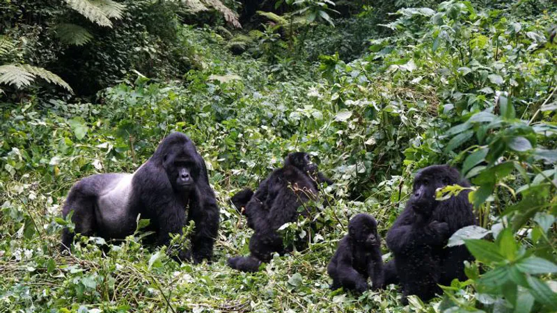 4-Day Gorilla and Wildlife Tour