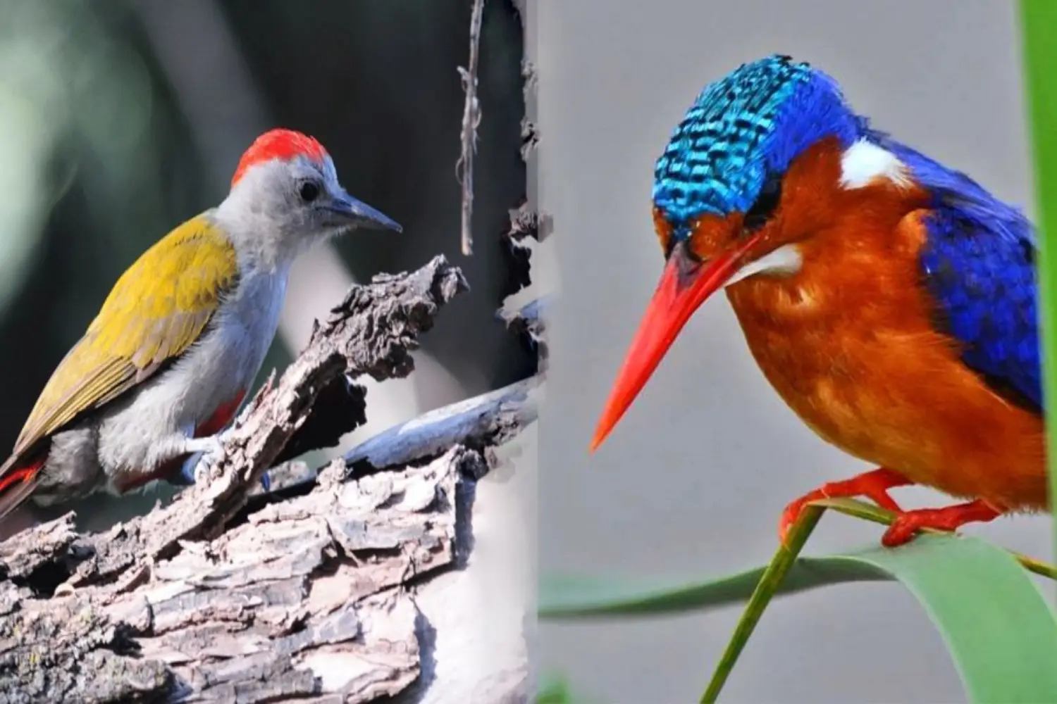 4-Day Ethiopian Birdwatching Tour