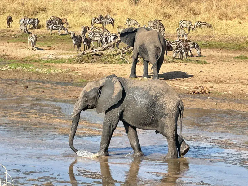 10 Days Kilimanjaro Marangu Route, Safari & Zanzibar Beach Holiday
