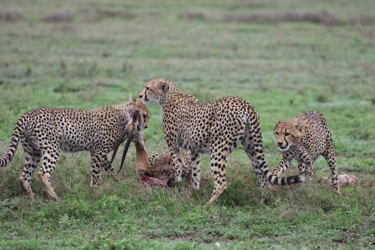 5-Day Luxury Serengeti Big Five Safari