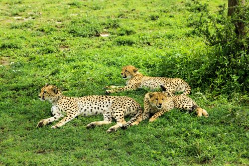 Unforgettable Great Migration: 8-Day Budget Safari in Tanzania - Januz Safaris - Safarigo