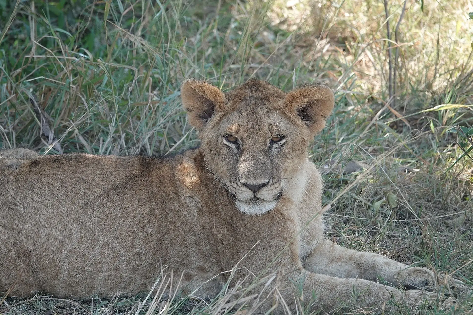 7-Day Calving Season and Cultural Safari
