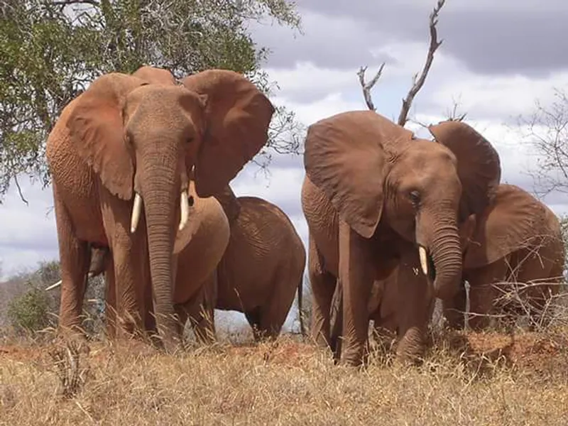 8-Day Victoria Falls Hwange Chobe National Park Safari