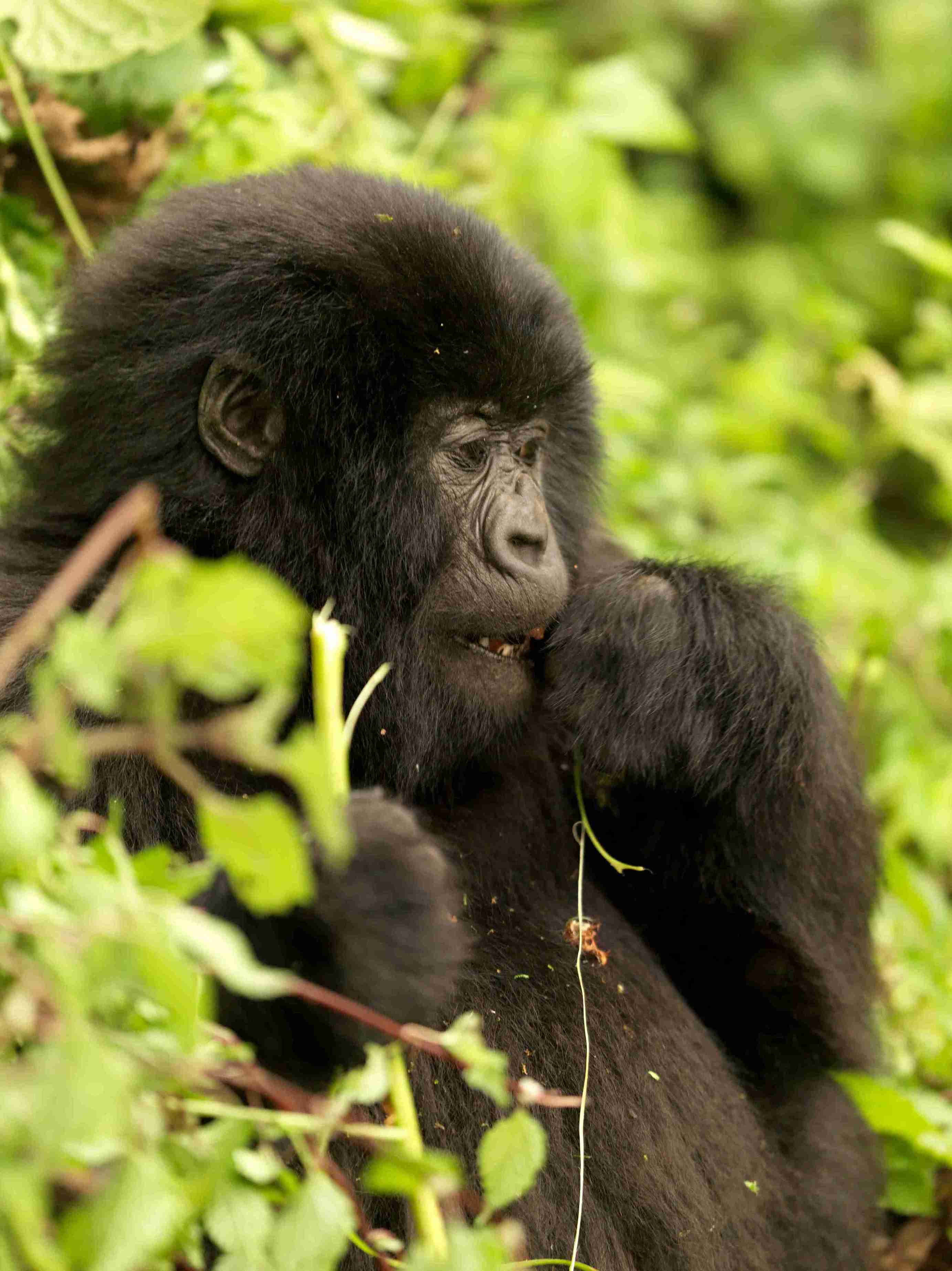 1-Day Gorilla Trekking Safari with Canoe Trip on Mukungwa River - Kingfisher Journeys - Safarigo