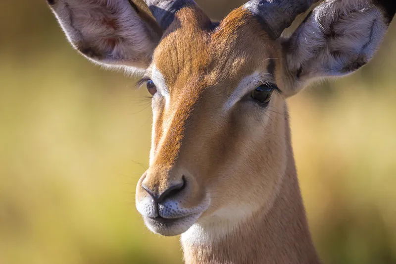2Days_1Night Midrange_Tarangire & Manyara