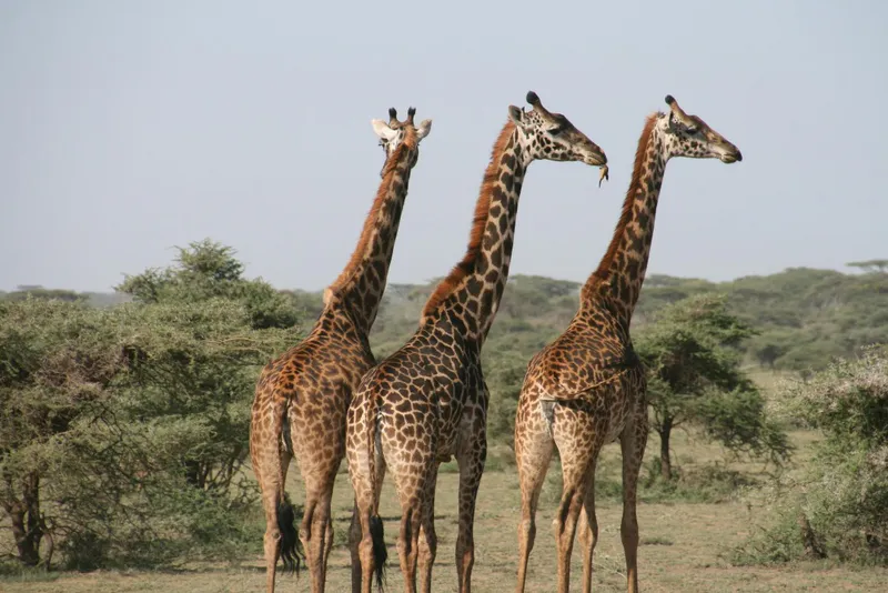 5-Day Tarangire, Ngorongoro Crater & Lake Manyara Trip