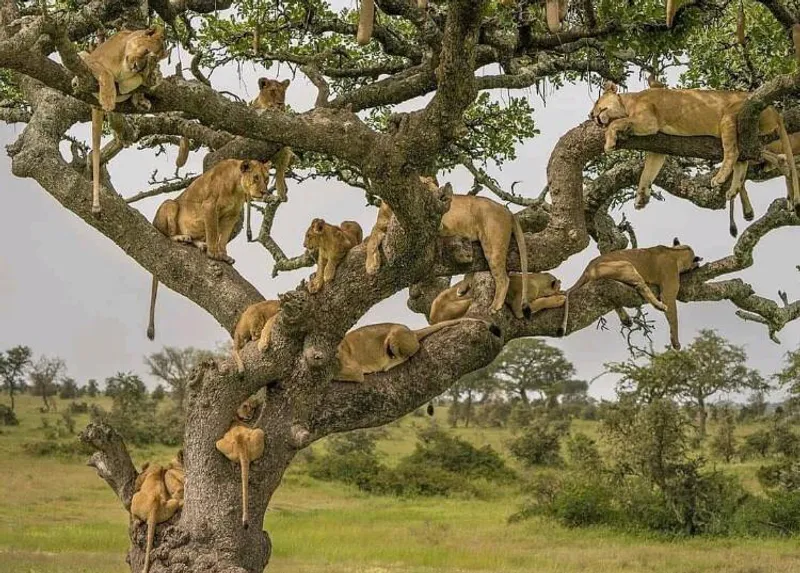 3 Days - Lodge Safari