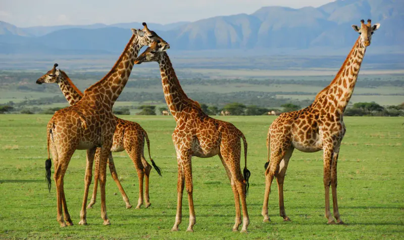 5 Days (Lake Manyara | Serengeti | Ngorongoro )